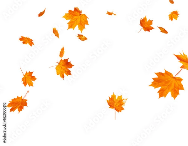 Obraz Autumn maple leaves falling pack, vector, transparent background 