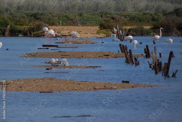 Fototapeta Flamingos standing in water with yellow and black wooden structure in background