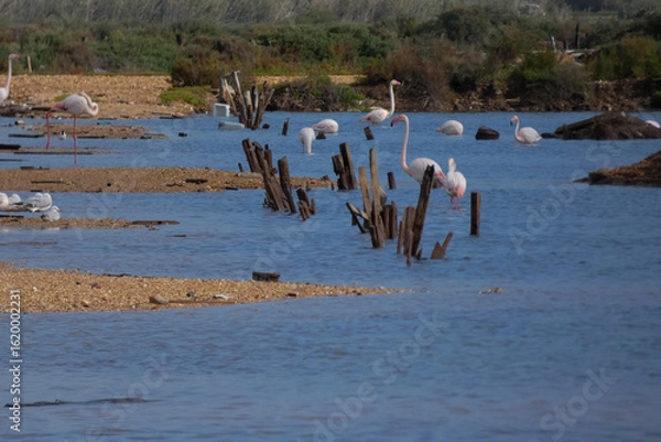 Fototapeta Flamingos standing in water with yellow and black wooden structure in background