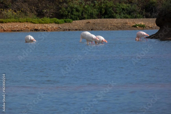 Fototapeta Flamingos standing in water with yellow and black wooden structure in background