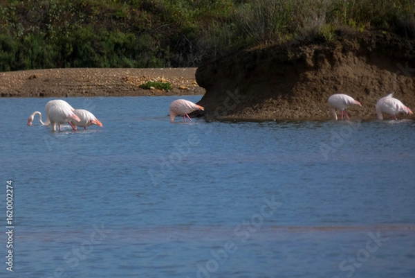 Fototapeta Flamingos standing in water with yellow and black wooden structure in background