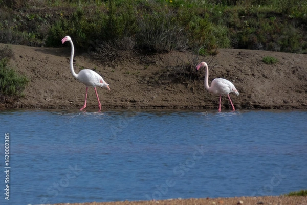 Fototapeta Flamingos standing in water with yellow and black wooden structure in background