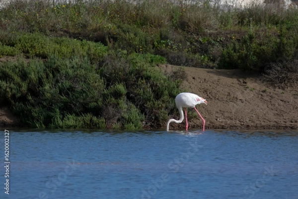 Fototapeta Flamingos standing in water with yellow and black wooden structure in background
