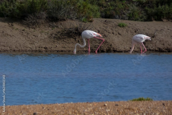 Fototapeta Flamingos standing in water with yellow and black wooden structure in background