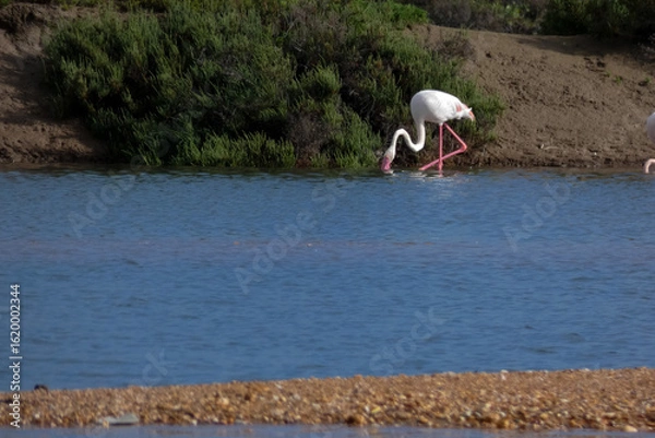 Fototapeta Flamingos standing in water with yellow and black wooden structure in background