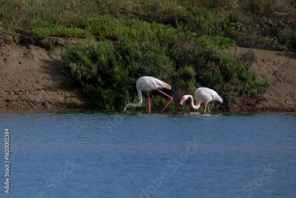 Fototapeta Flamingos standing in water with yellow and black wooden structure in background