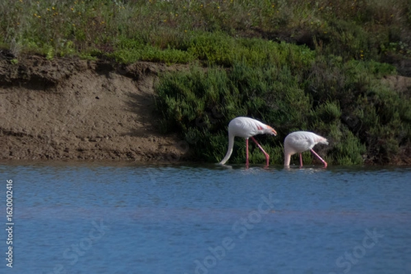 Fototapeta Flamingos standing in water with yellow and black wooden structure in background