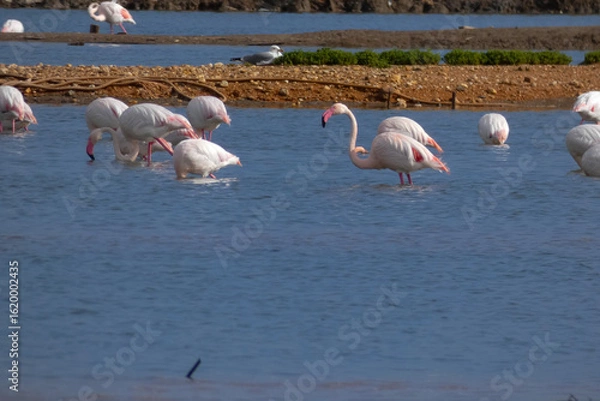 Fototapeta Flamingos standing in water with yellow and black wooden structure in background
