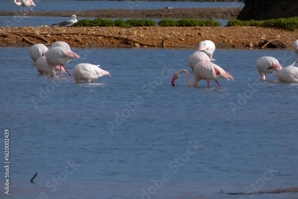 Fototapeta Flamingos standing in water with yellow and black wooden structure in background