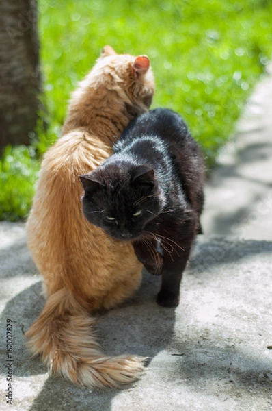 Obraz Кошачья дружба