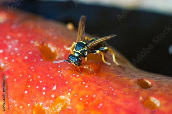 Obraz Оса отъедается