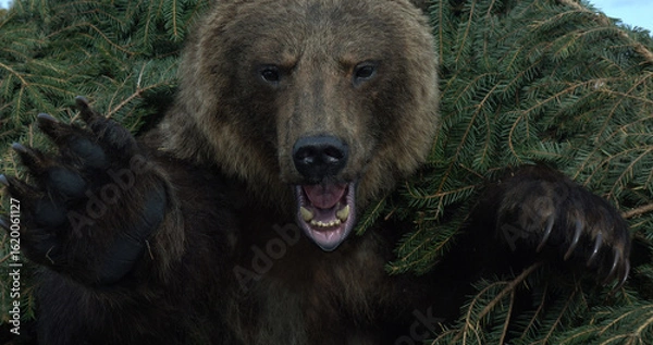 Fototapeta An aggressive big bear attacks, baring its claws.