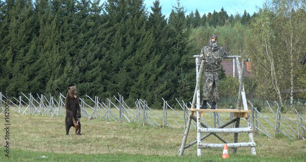 Fototapeta Bear hunting. An aggressive big bear is attacking.