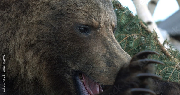 Fototapeta An aggressive big bear attacks, baring its claws.