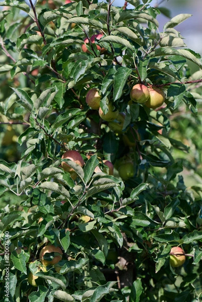 Fototapeta Apfelbaum im Sommer mit vielen reifen Früchten in rot und grün Nahaufnahme