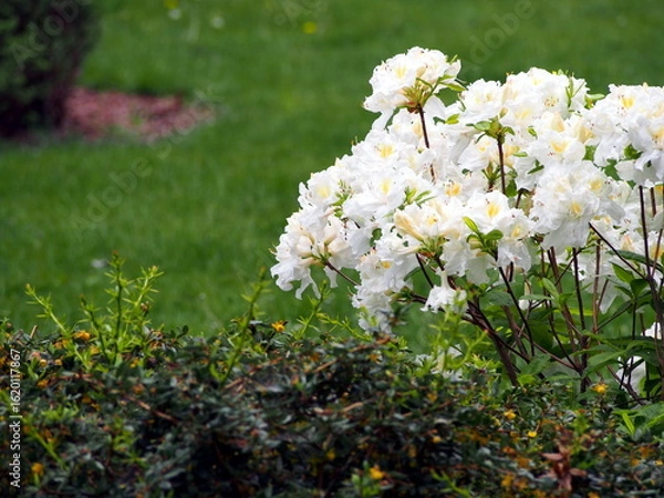 Fototapeta White azalea (Rhododendron) in full bloom – delicate spring flowers and glossy green foliage, ornamental shrub commonly used in gardens, borders, and landscape design