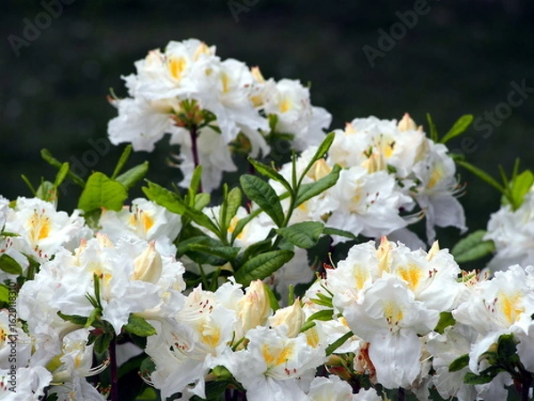 Fototapeta White azalea (Rhododendron) in full bloom – delicate spring flowers and glossy green foliage, ornamental shrub commonly used in gardens, borders, and landscape design