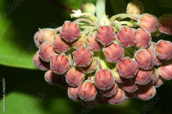 Obraz Common Milkweed