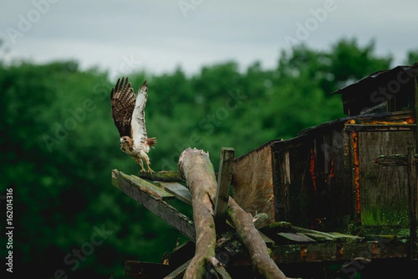 Fototapeta A hawk jumps off a tree stand with trees in the background and begins to fly, Marshfield, Wisconsin. 