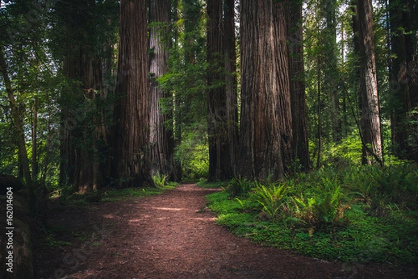 Obraz Lush forest hiking path.