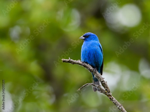 Fototapeta Indigo Bunting 