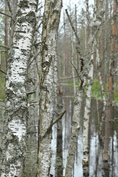 Fototapeta Numerous birch trees in a moorland landscape