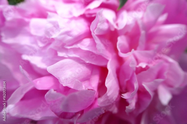 Fototapeta Full-frame macro shot of delicate pink petals