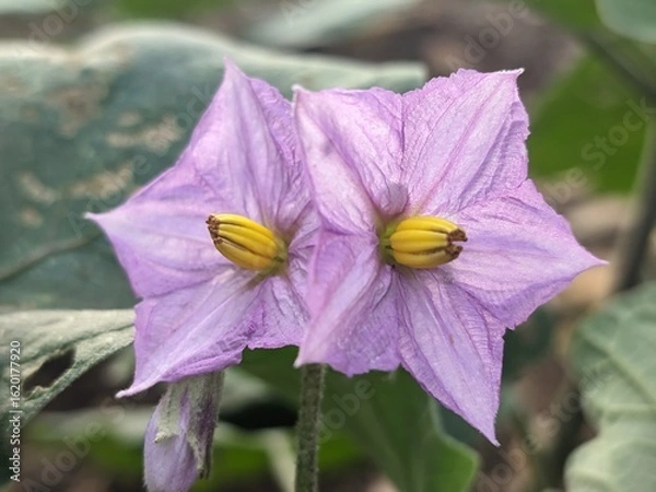 Obraz solanum flower