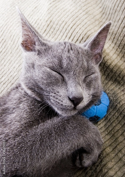 Fototapeta Cat in the basket