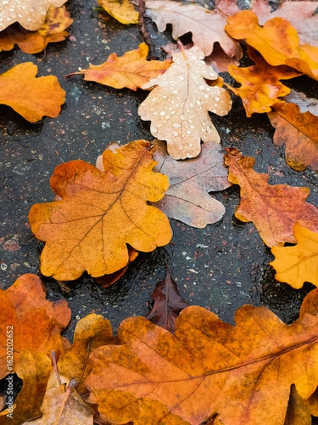 Obraz Background of fallen autumn oak leaves on asphalt road with dew drops