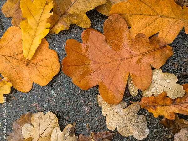 Fototapeta Fallen leaves covered with raindrops. autumn abstract background