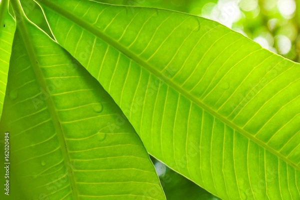 Fototapeta Green leaf with light
