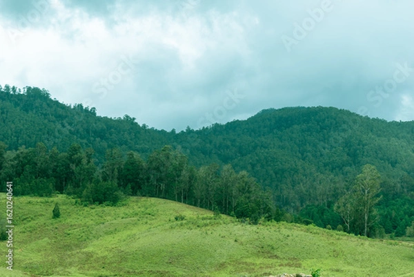 Fototapeta The stunning landscapes of Kodaikanal, where rolling hills covered in dense foliage contrast against the cloudy sky, creating a serene escape into nature.