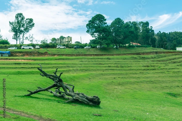 Fototapeta Lush greenery covers the landscape of Kodaikanal, showcasing a peaceful area with a few vehicles parked up a gentle slope and a weathered tree trunk lying in the foreground.