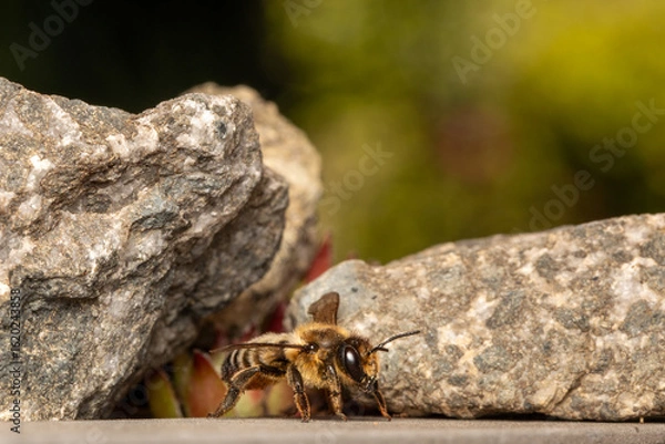 Obraz Blattschneiderbiene vor ihrem Nest