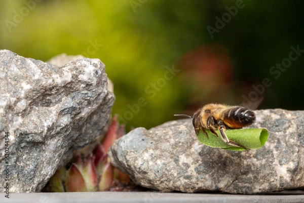 Obraz Blattschneiderbiene im Anflug an Nest makro