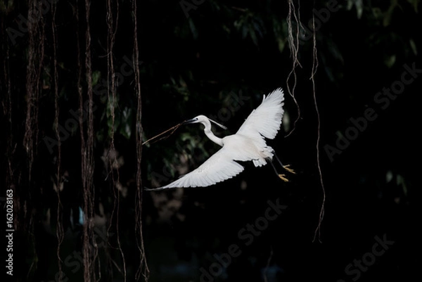 Obraz flying heron bird