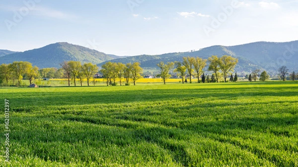 Obraz Pole z młodym zbożem wczesną wiosną z drzewami i Beskidem Śląskim w tle w miejscowości Lipowa