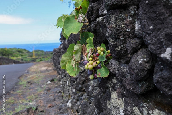 Fototapeta Une grappe de raisin posée sur une muré en pierre noir