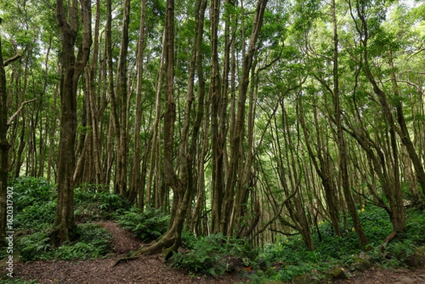 Fototapeta Une forêt sur une ile des Açores