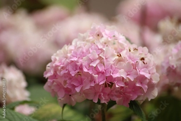 Obraz Pink hydrangea