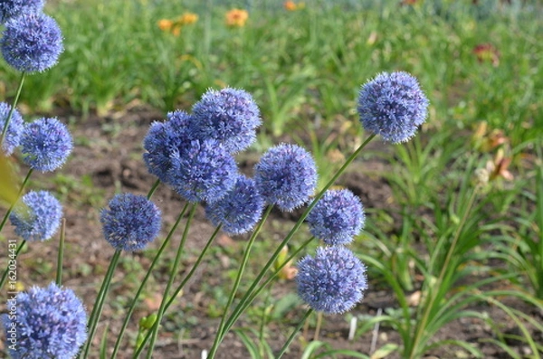Obraz Цветущий лук голубой Allium caeruleum