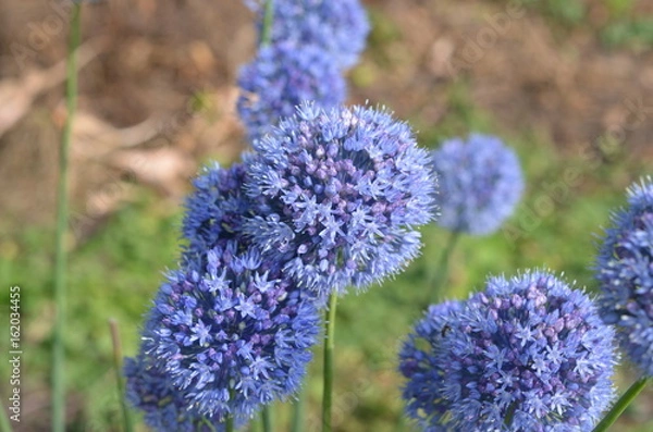 Obraz Цветущий лук голубой Allium caeruleum