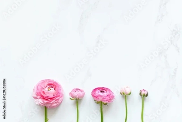 Obraz Soft Pink Ranunculus Flowers Lined Up on a White Marble Background