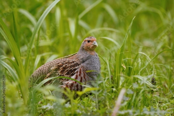 Obraz A Grey partridge sits in the grass. Perdix perdix. A adult Grey partridge in the nature habitat. 