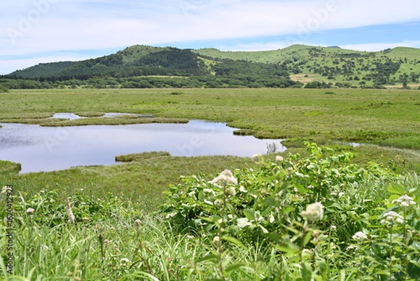 Fototapeta 夏の八島湿原／長野県
