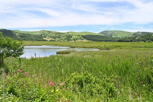 Fototapeta 夏の八島湿原／長野県