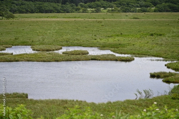 Fototapeta 夏の八島湿原／長野県