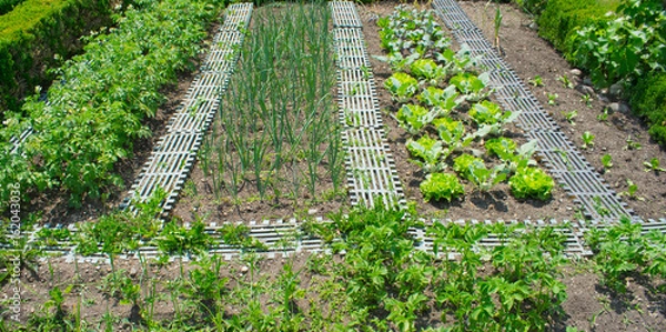 Fototapeta Beet im Garten