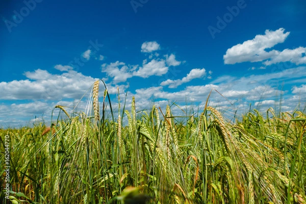 Fototapeta Wheat field